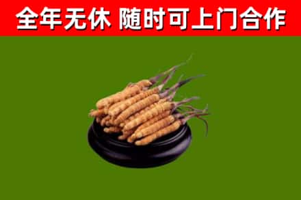 衢江回收散虫草