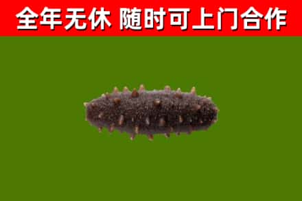 衢江回收海参干